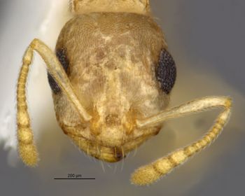 Media type: image;   Entomology 35259 Aspect: head frontal view